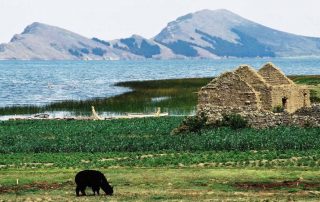 Lake Titicaca in Bolivia with Isla del Sol, reed canoe, farmhouse ruins and alpaca grazing