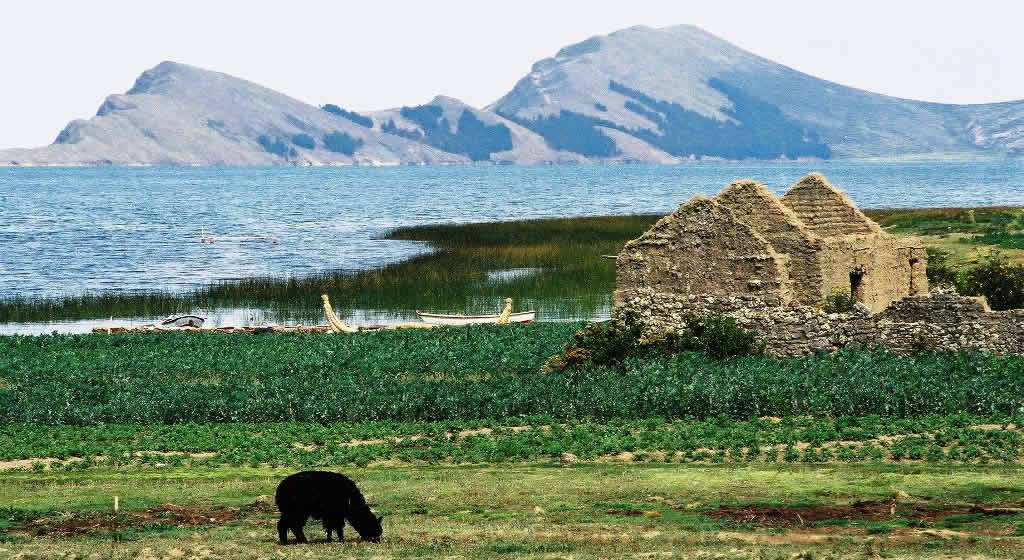 Lake Titicaca in Bolivia with Isla del Sol, reed canoe, farmhouse ruins and alpaca grazing