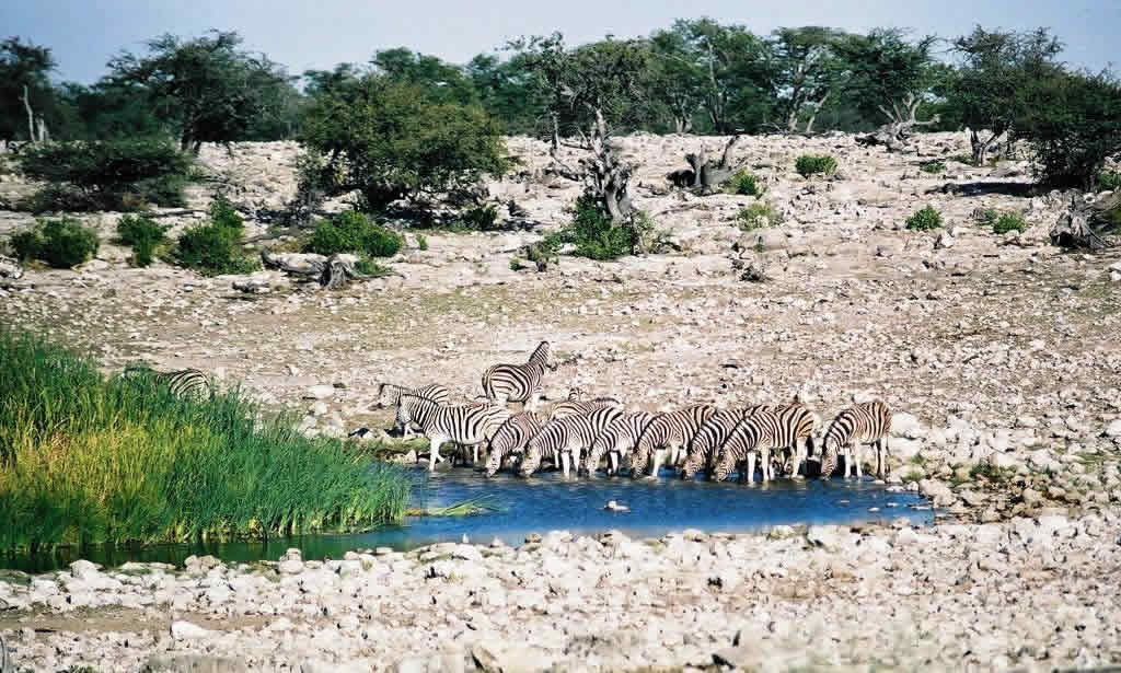 Zebras rest at a watering hole in Namibia's Etosha National Park